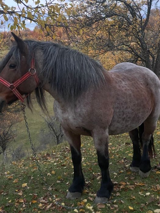 Vând Iapă  murană