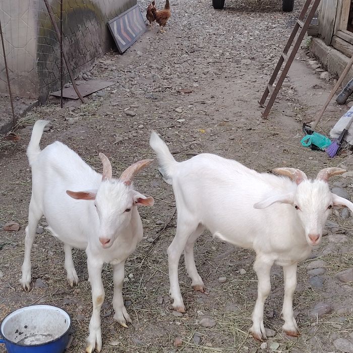 Iezi țapisori Saanen - 6 luni