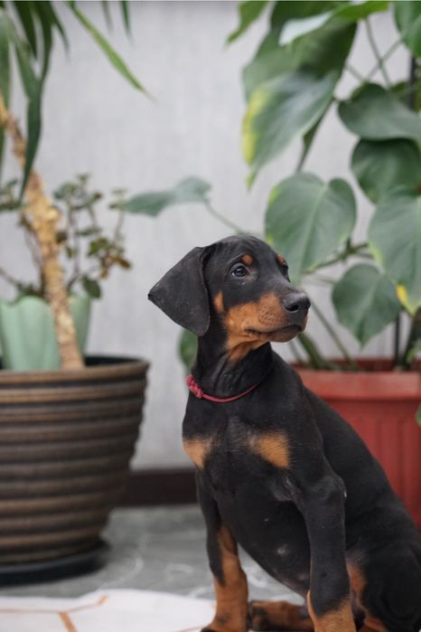 Продается щенок добермана