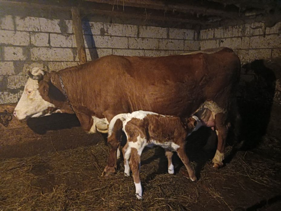 Vacă și vițea de vânzare