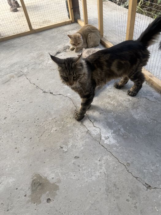 Meyukun er xotin ikkisi xam olti barmoq