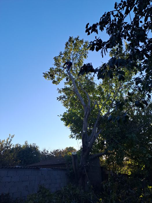 Tăiere Arbori/Gard Viu/Alpinism Utilitar/Rapid.