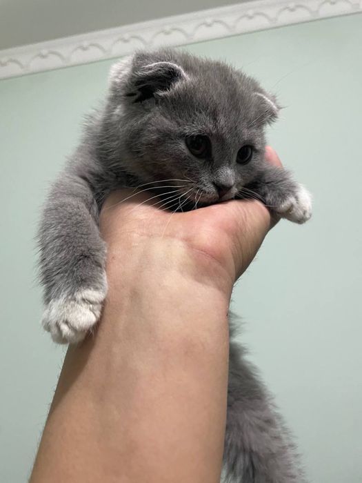 Скотиш фолд емланган