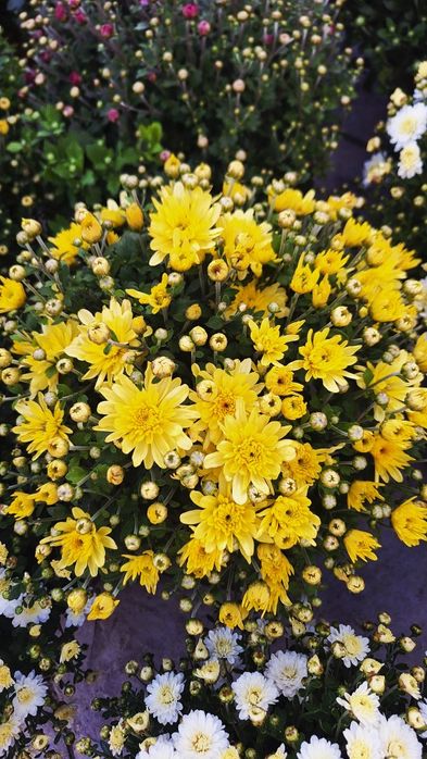 Crizanteme de vânzare!