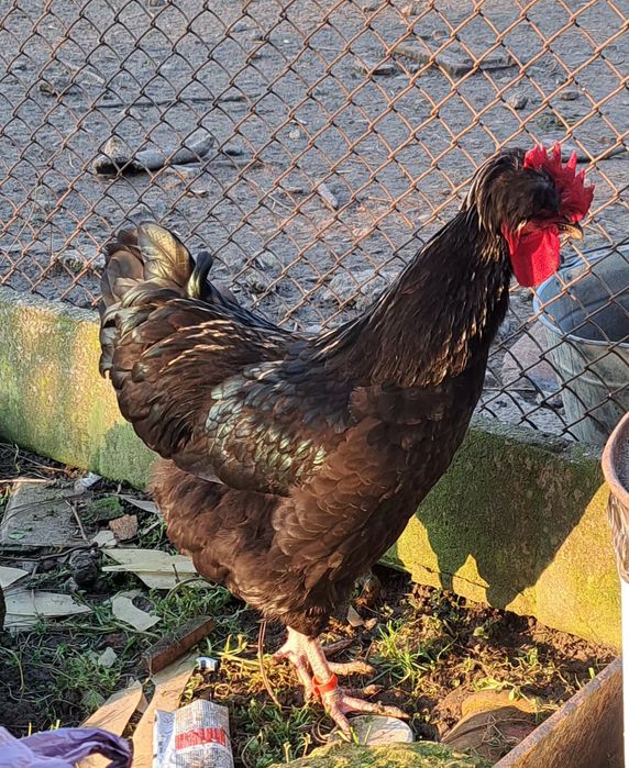 Петел Косовски певец