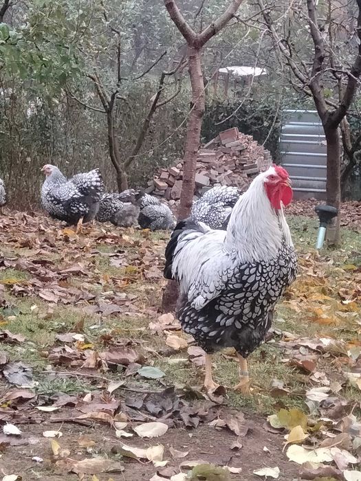 Oua pentru incubat wyandotte argintiu si portelan