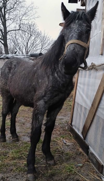 Мъжко Тежковозче