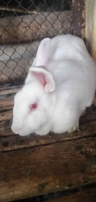 Yuvvosh quyonlar sotiladi