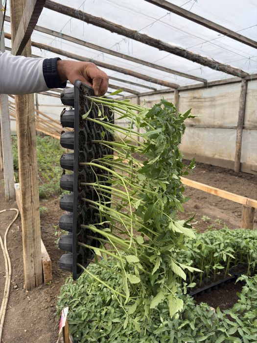 Răsaduri sănătoase de legume – pregătite pentru plantare