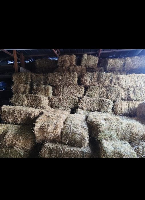 Сено в тюках Люцерна
