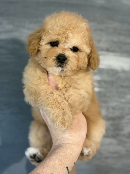 Fetita Maltipoo.