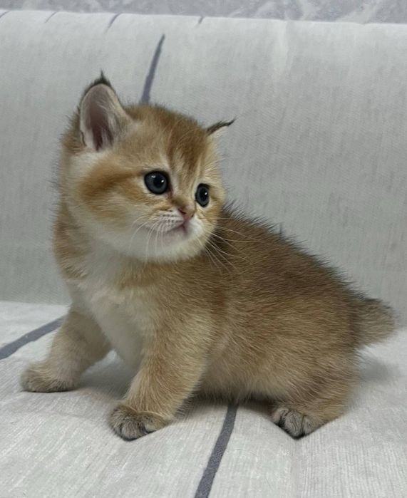 Британская золотая шиншилла девочка чистокровный котенок