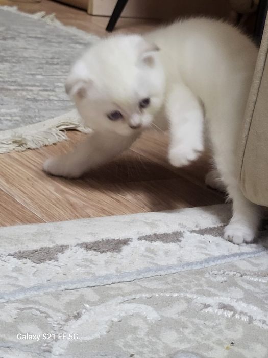 продам шотландский  котёнка