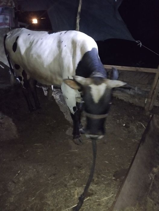 Buqqa sotiladi sog'lom va baquvat