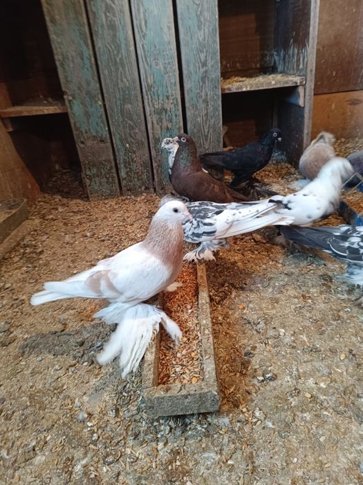 Продаются голуби