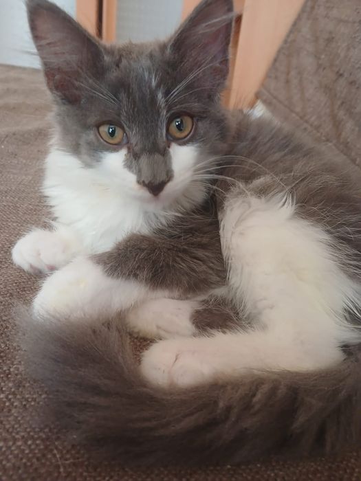 Котенок!             .