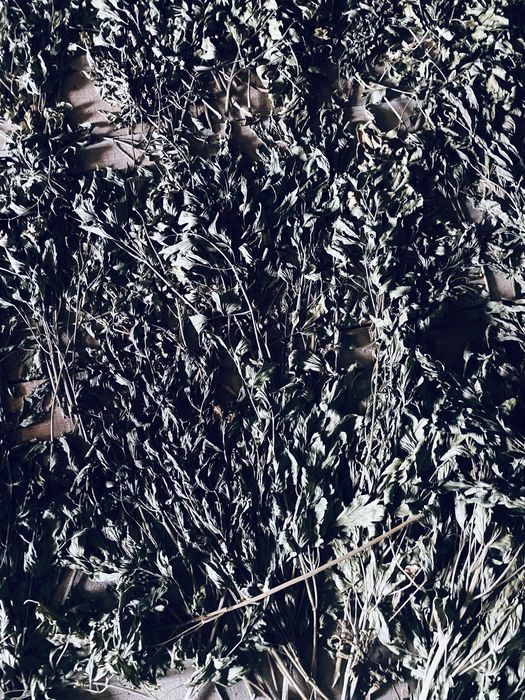 Leustean uscat foarte aromat