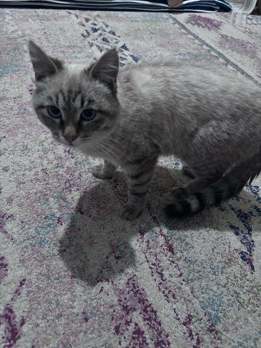 Әдемі үй мысығы сатылады