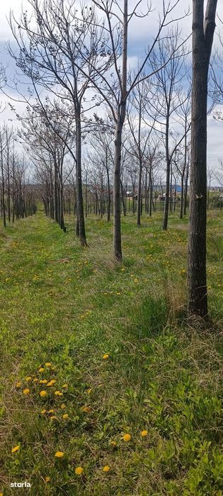 Елітний житловий проект – "Paulownia Domain"
