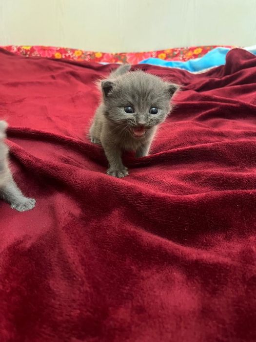 Вислоухие британские котята