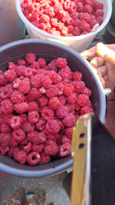 Малина домашняя продам