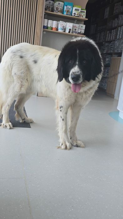 Ciobănești de Bucovina