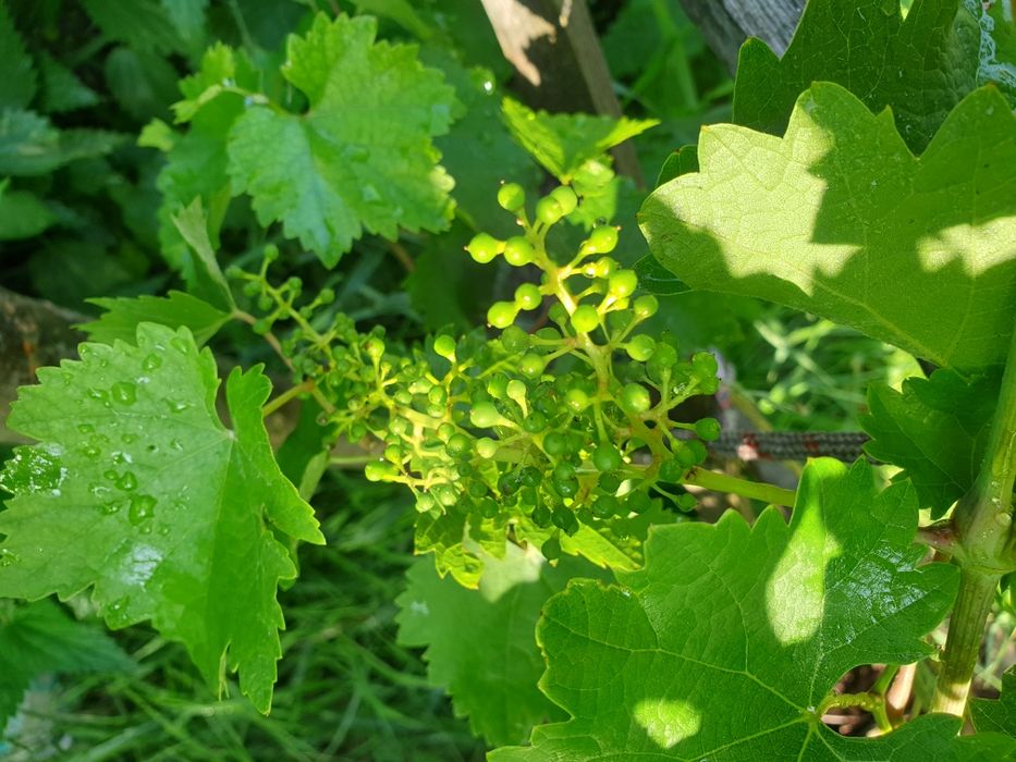 Pomi fructiferi în ghivece mari, artizanale, Ginko B.,Cătină, Gojii, V