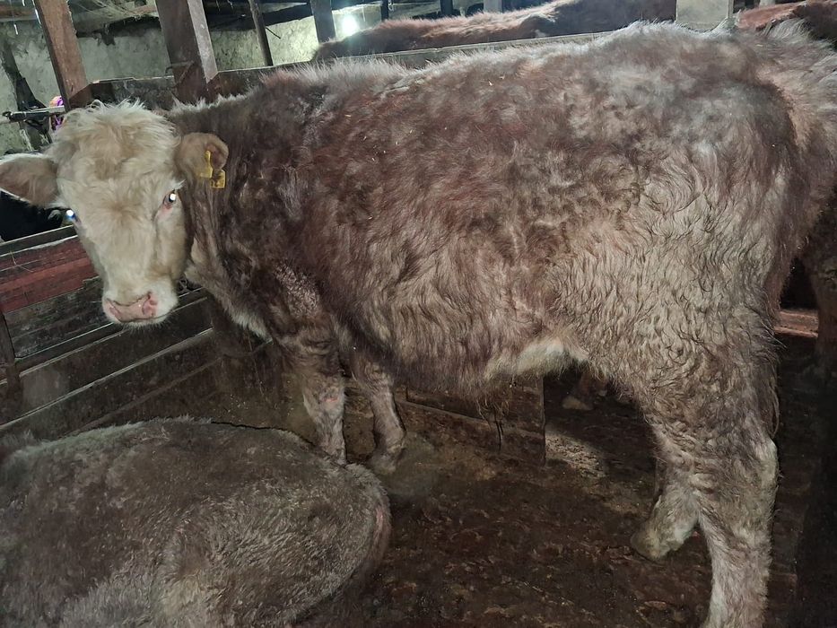 Продаётся бычок.