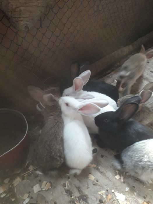 Крольчата 8месяца фландры великаны