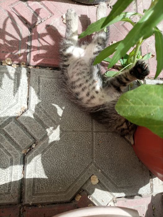 Отдам в хорошие руки котят