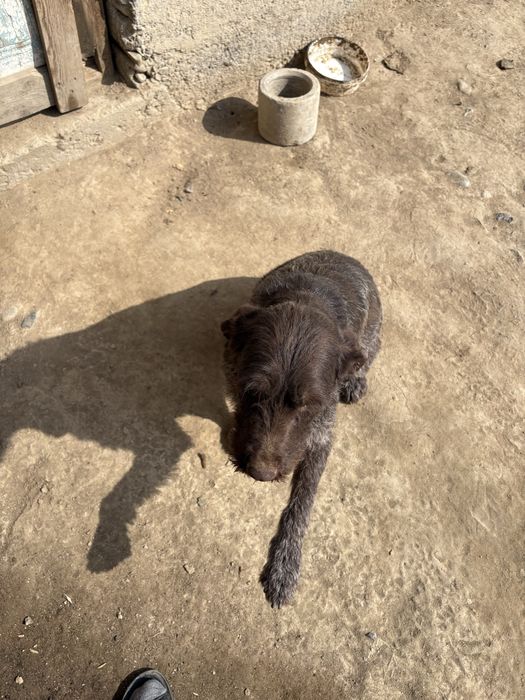 Дратхар девушка рабочий