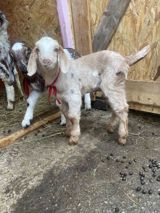 Iezi anglo-nubieni superbi (masculi )