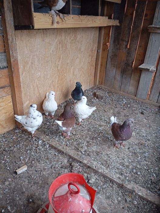 King și Caranulati de Oradea dau la schimb cu alte rase.