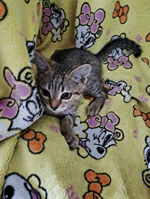 Отдам котят ,очень игривые !!!