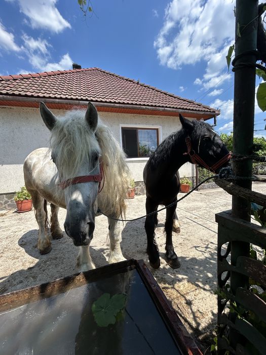 Vând Iapă cu mânză