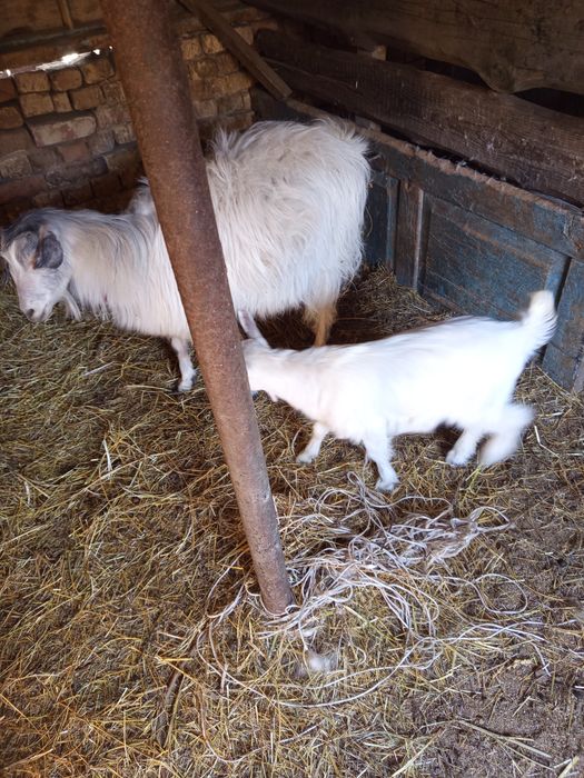 Козы с козлятами