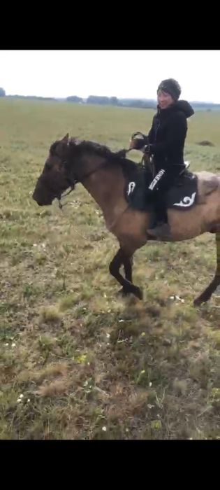 Продам коня иноходца