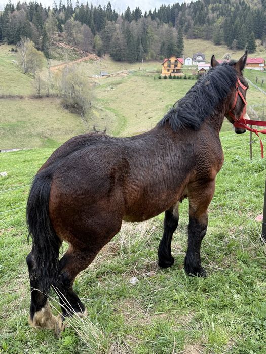 Manz de vanzare armasar