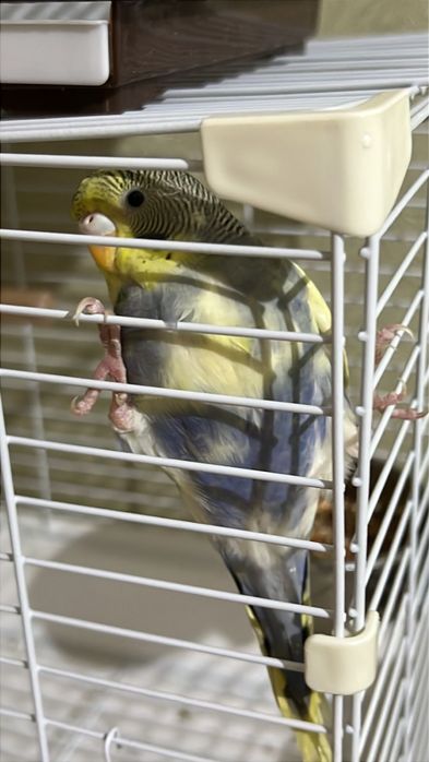 Продам два попугая с клетками