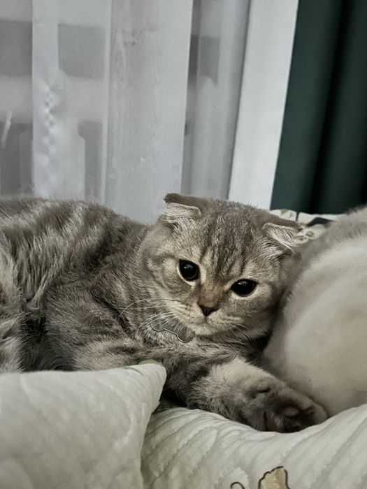 Продам кошку скоттиш-фолд