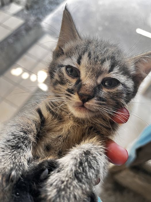 Котята сибирские