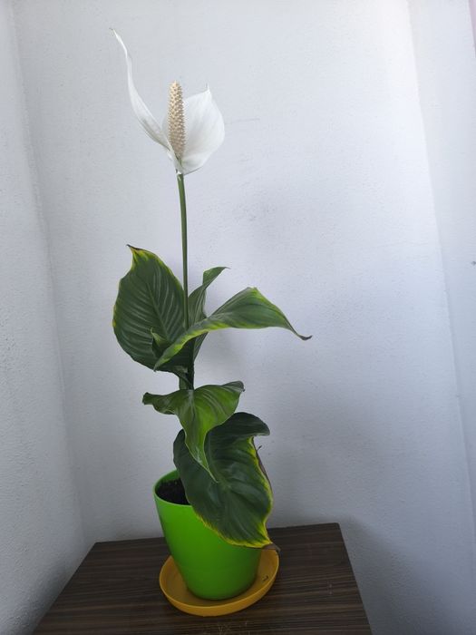 Спатифилум, папрат, коледна звезда и дървото на живота