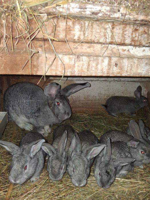 Vănd iepurași 3 rase diferite