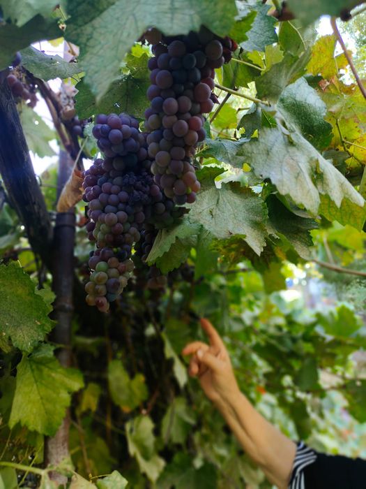 Продается  5 комнатный дом, торг