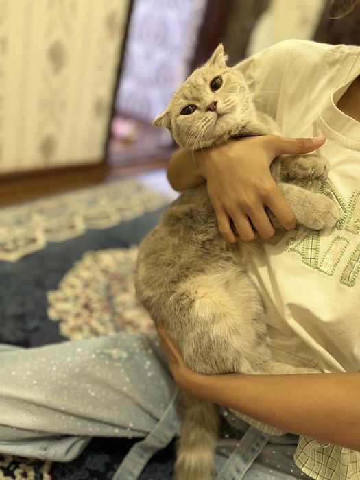 Zotor mushukcha bor yanvarda tugilgan