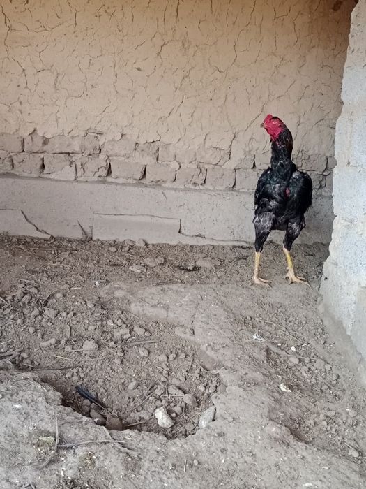 Бойцовый петух хороший