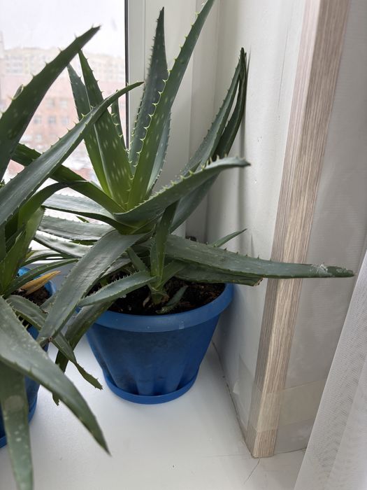 Алоэ вера и алоэ столетник