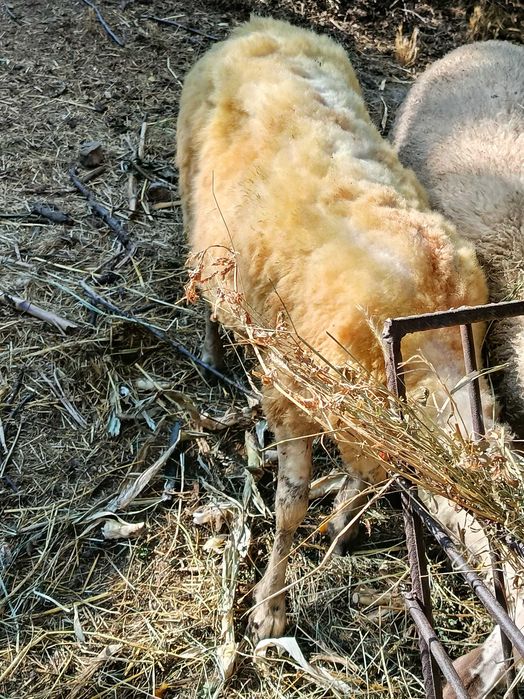 Продавам овца/агнета/шилета...