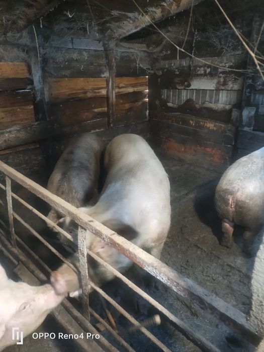 Продам отличных хряков на племя