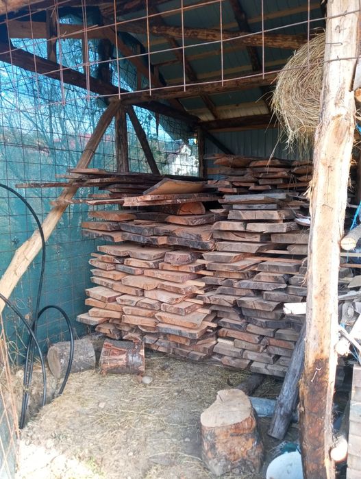 Cherestea cires, paltin munte